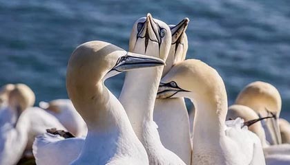 芭乐APP最新网站进入IOS破解，揭开高清视频的IOS破解通道