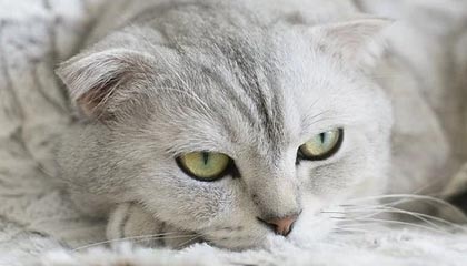 秋葵APP永久下载网站IOS，发掘视频应用的永久下载路径